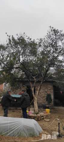 高度450厘米瓜子黄杨