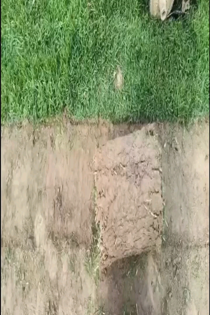 草卷状结缕草