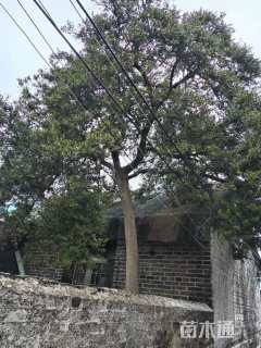 高度6厘米黄杨