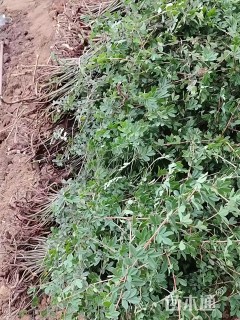 高度35厘米金雀花