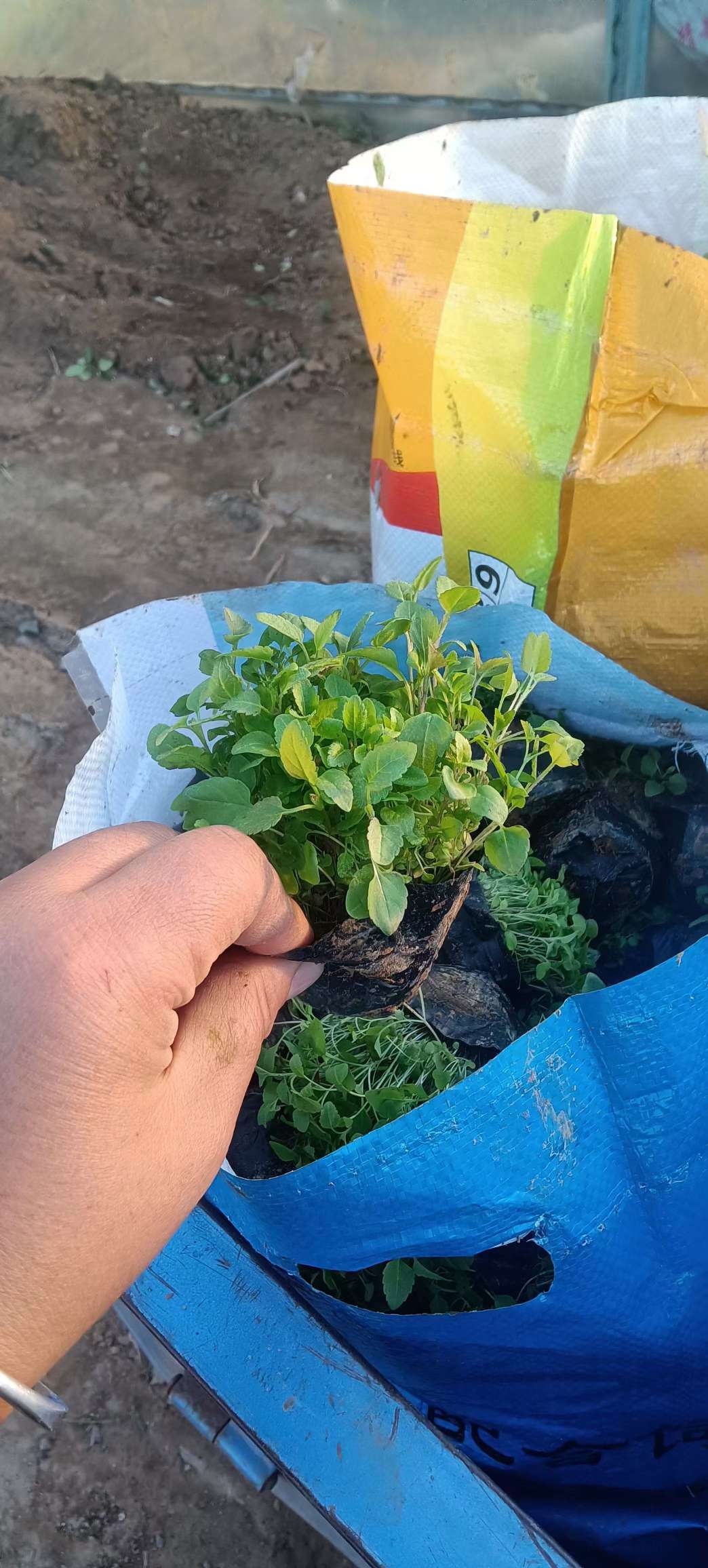 高度20厘米穗花婆婆纳