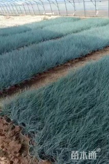 容器苗蓝羊茅