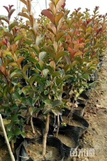 0.5公分红火箭紫薇