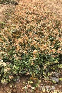 30厘米花叶络石