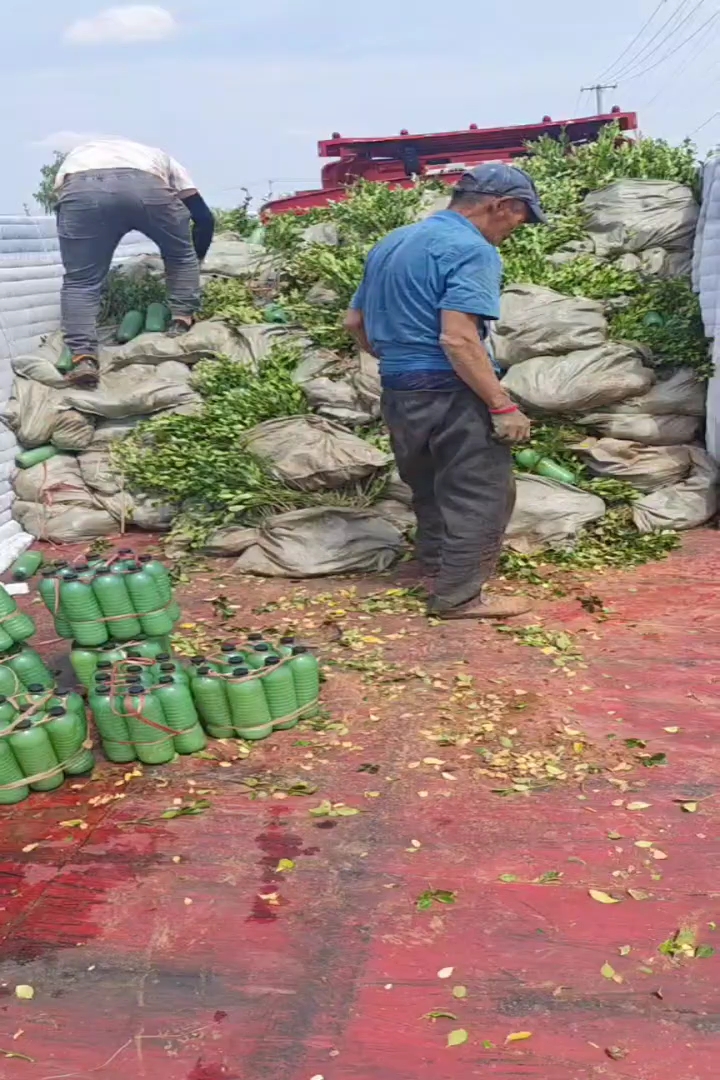 高度50厘米冬青卫矛