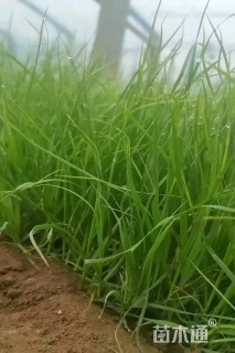 高度25厘米蒲苇