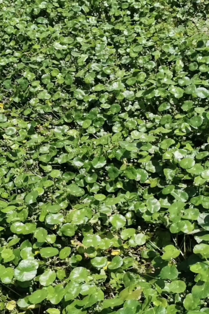 高度20厘米铜钱草