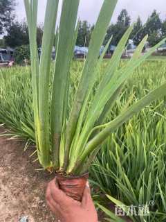 高度30厘米常绿鸢尾