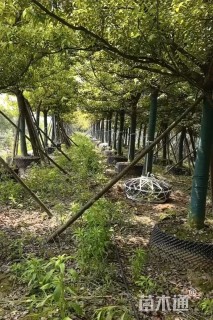 16公分香樟