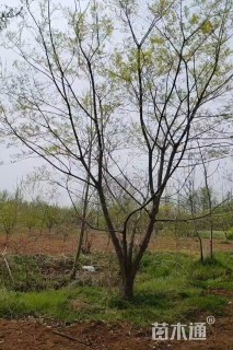 25公分朴树