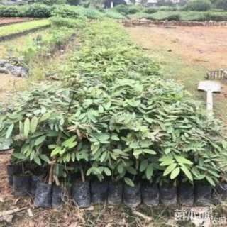 8公分鸡翅木
