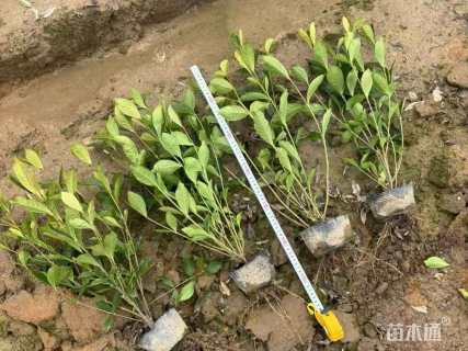 高度35厘米大叶栀子