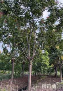 原生苗栾树