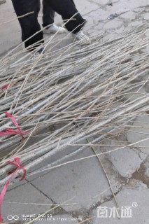 3公分杨树