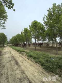 12公分杜仲
