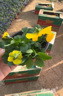 高度30厘米太阳花