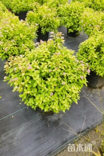 高度40厘米红花绣线菊
