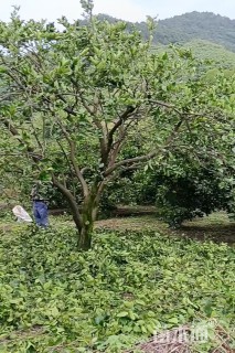 高度20厘米丛生胡柚