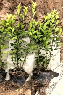 高度40厘米大叶黄杨