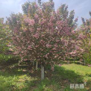 18公分日本晚樱