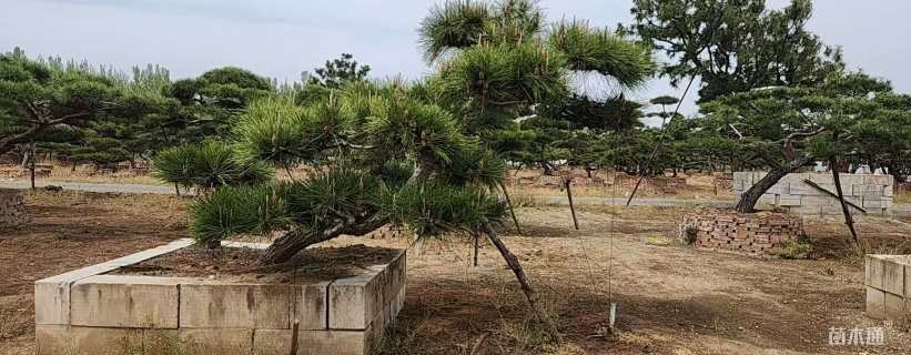 38公分造型松