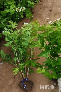 高度80厘米天目琼花