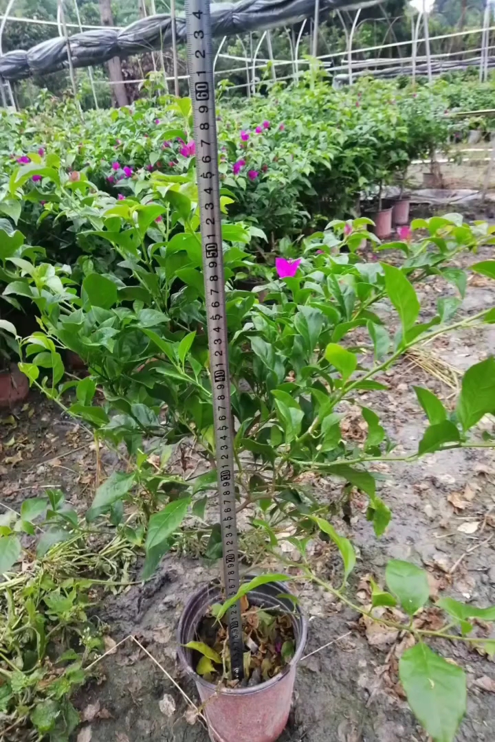 高度40厘米紫花三角梅