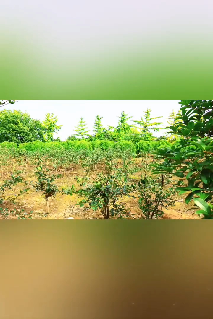 高度150厘米贴梗海棠