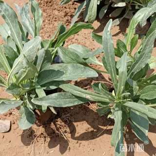 高度15厘米吊钟柳