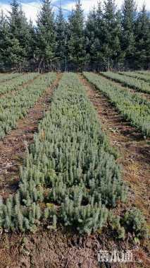 高度10厘米云杉小苗