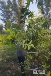 高度250厘米金银木