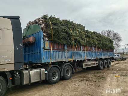 高度200厘米云杉