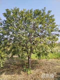 13公分(3杆)丛生香橼