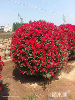 高度90厘米红王子锦带球