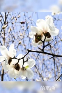 30公分白玉兰