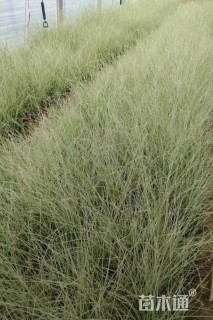 高度40厘米晨光芒