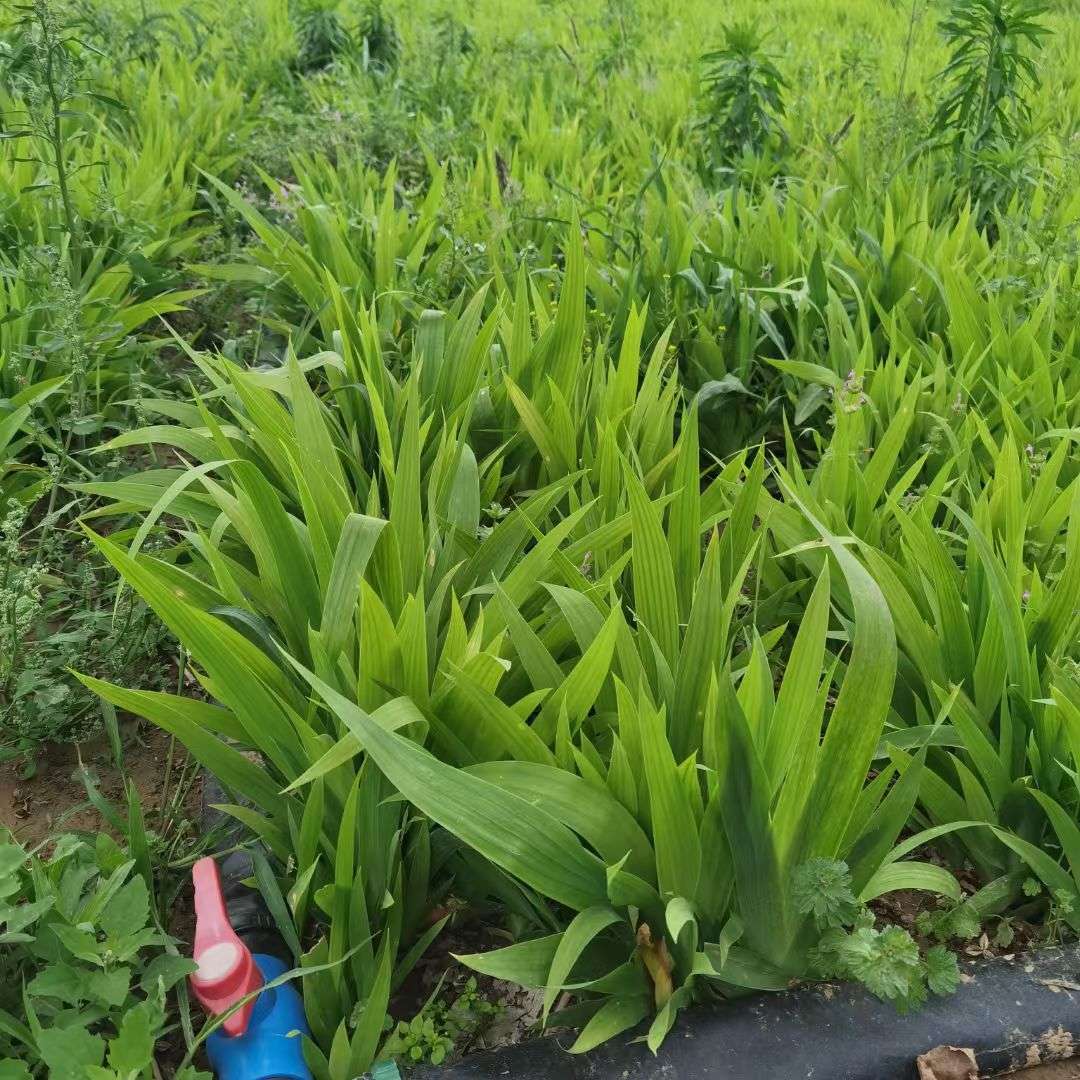 高度30厘米车前草