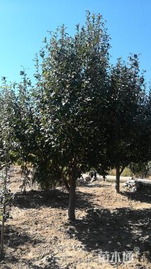 15公分八棱海棠