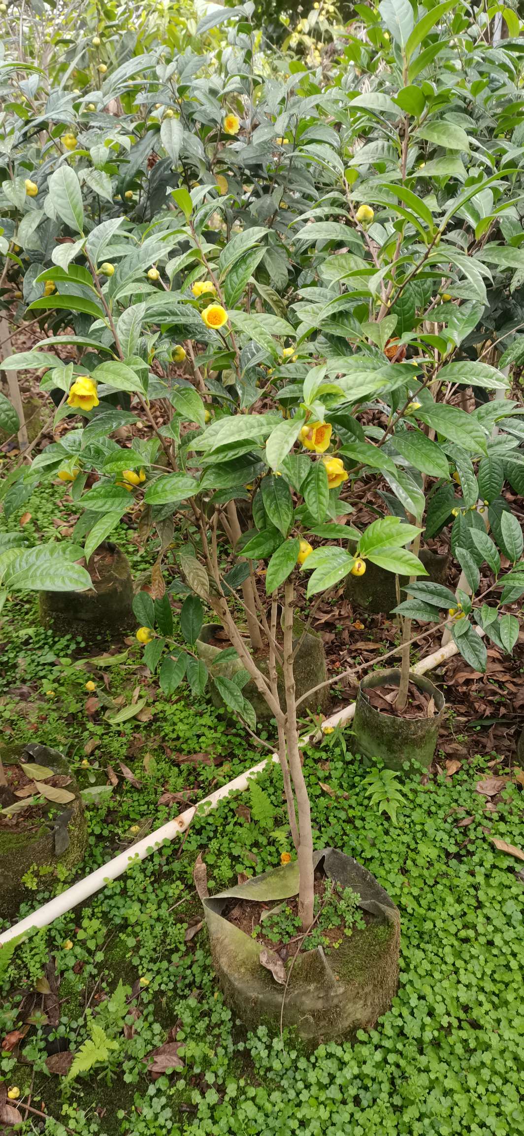 高度100厘米金花茶