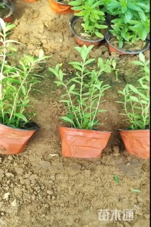 高度18厘米萼距花