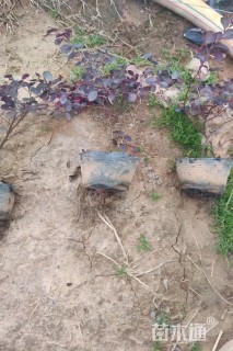 高度40厘米红花继木小苗