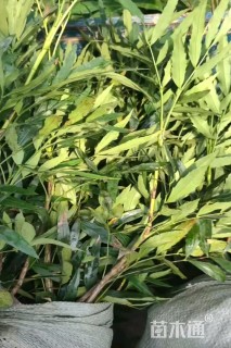 高度30厘米十大功劳