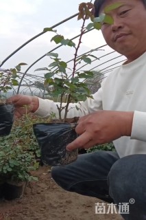 高度35厘米月季