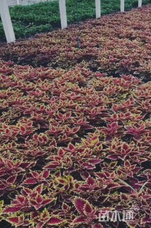 高度30厘米彩叶草