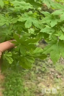 4公分日本红枫