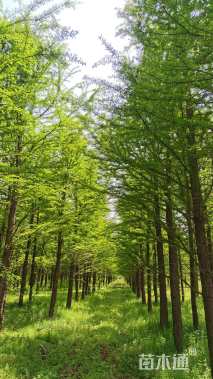 18公分中山杉