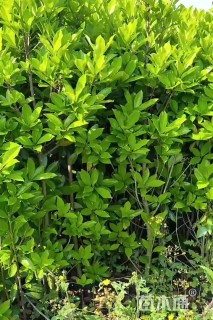 高度60厘米法国冬青