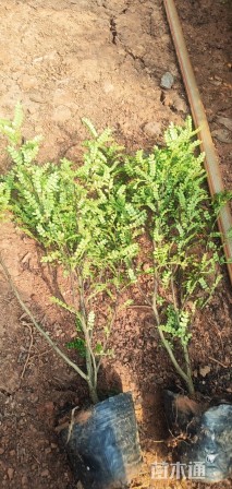 高度35厘米胡椒木