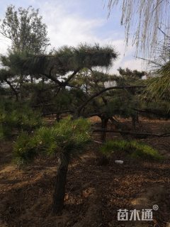 泰山景松 8-30公分