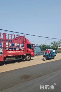 高度50厘米无尽夏绣球